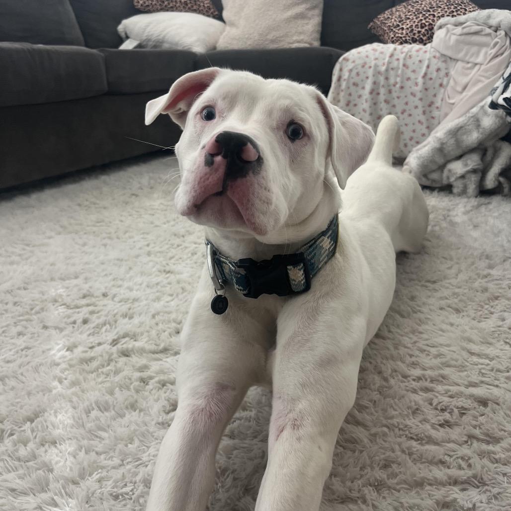 Enlarge Benny, a Adoptable Pit Bull Terrier in Tampa, FL image 1/6