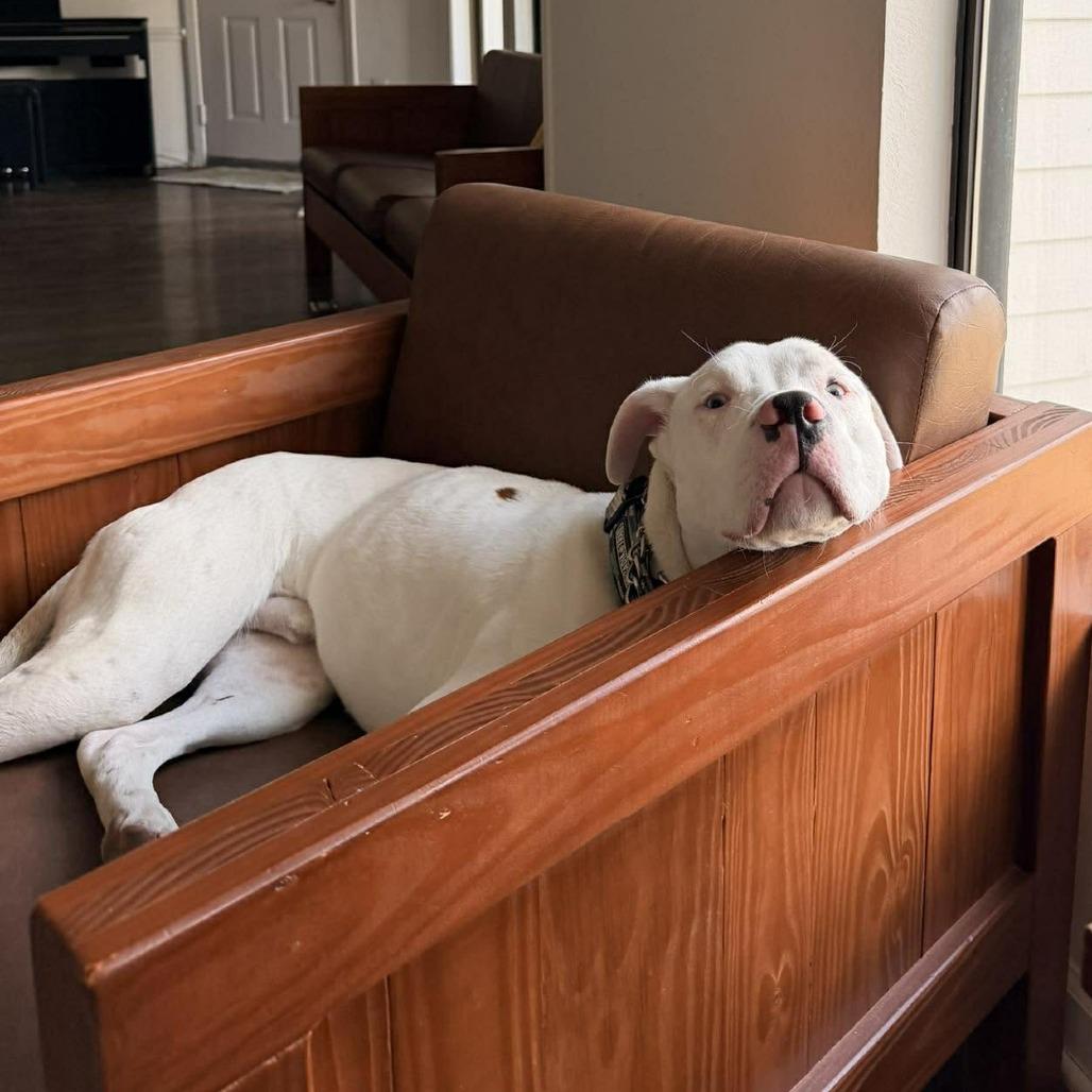 Enlarge Benny, a Adoptable Pit Bull Terrier in Tampa, FL image 2/6