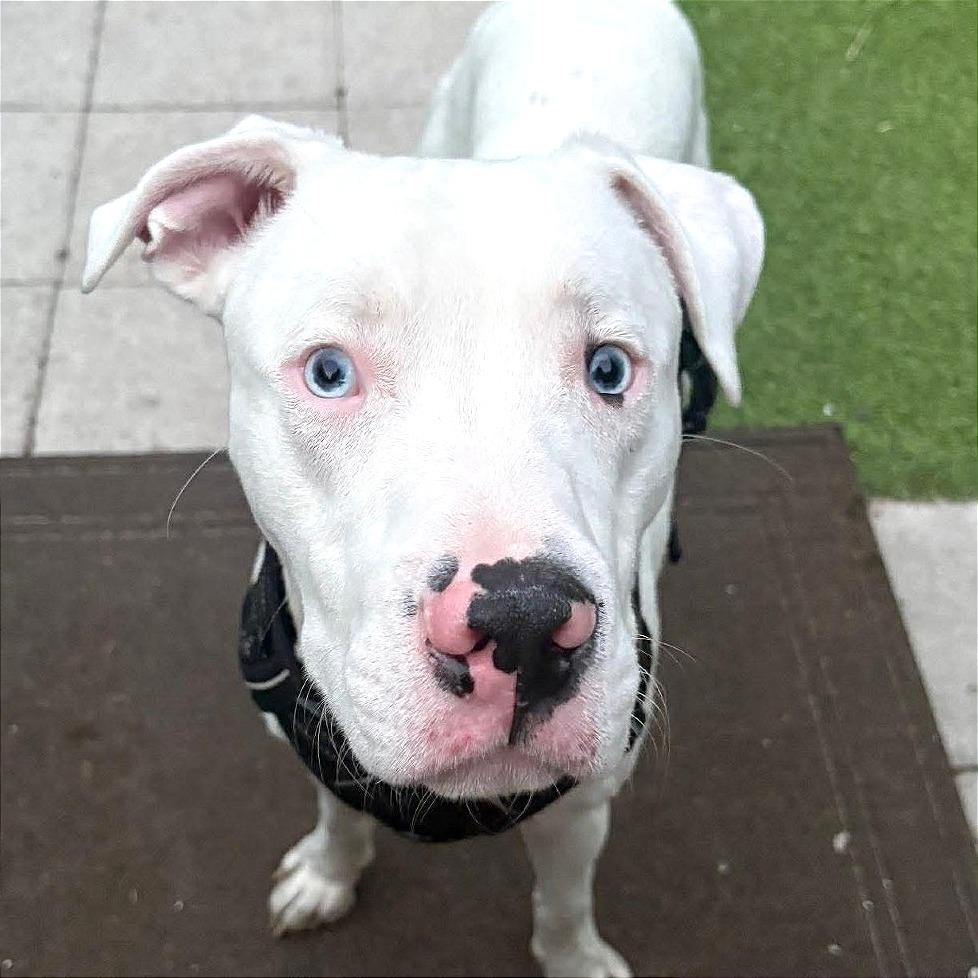 Enlarge Benny, a Adoptable Pit Bull Terrier in Tampa, FL image 3/6