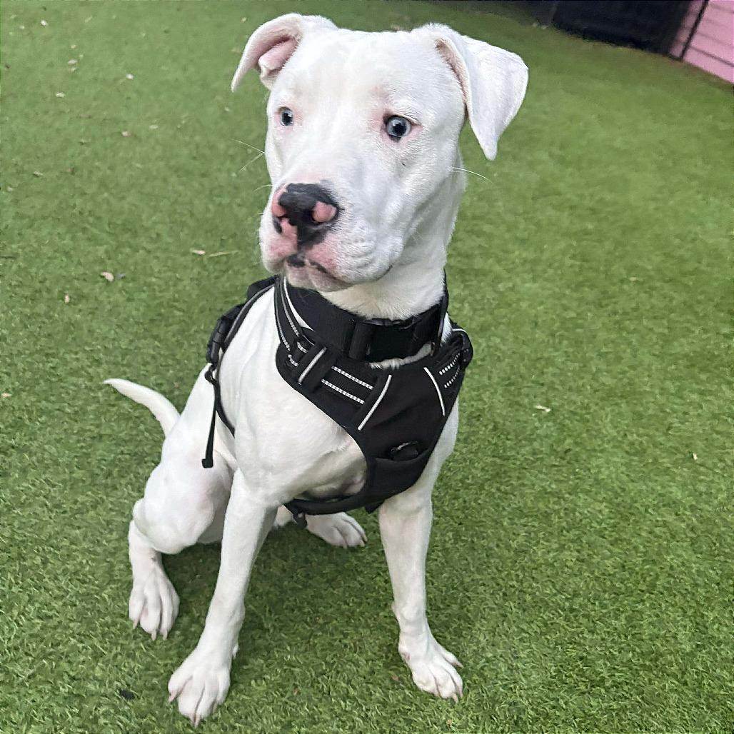 Enlarge Benny, a Adoptable Pit Bull Terrier in Tampa, FL image 4/6