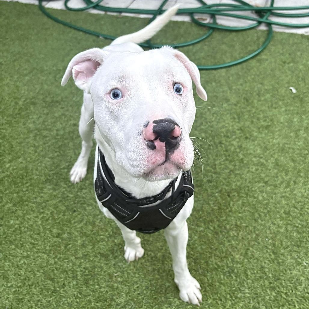 Enlarge Benny, a Adoptable Pit Bull Terrier in Tampa, FL image 5/6