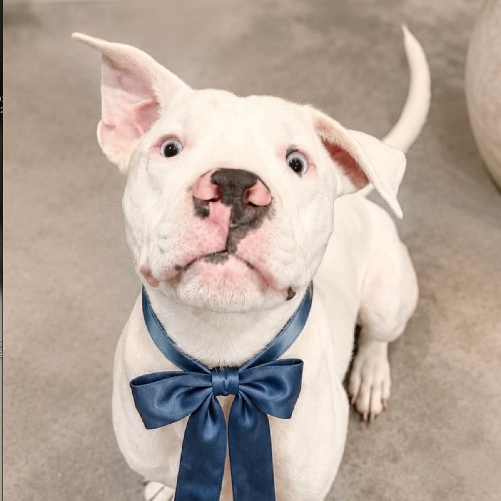 Enlarge Benny, a Adoptable Pit Bull Terrier in Tampa, FL image 6/6