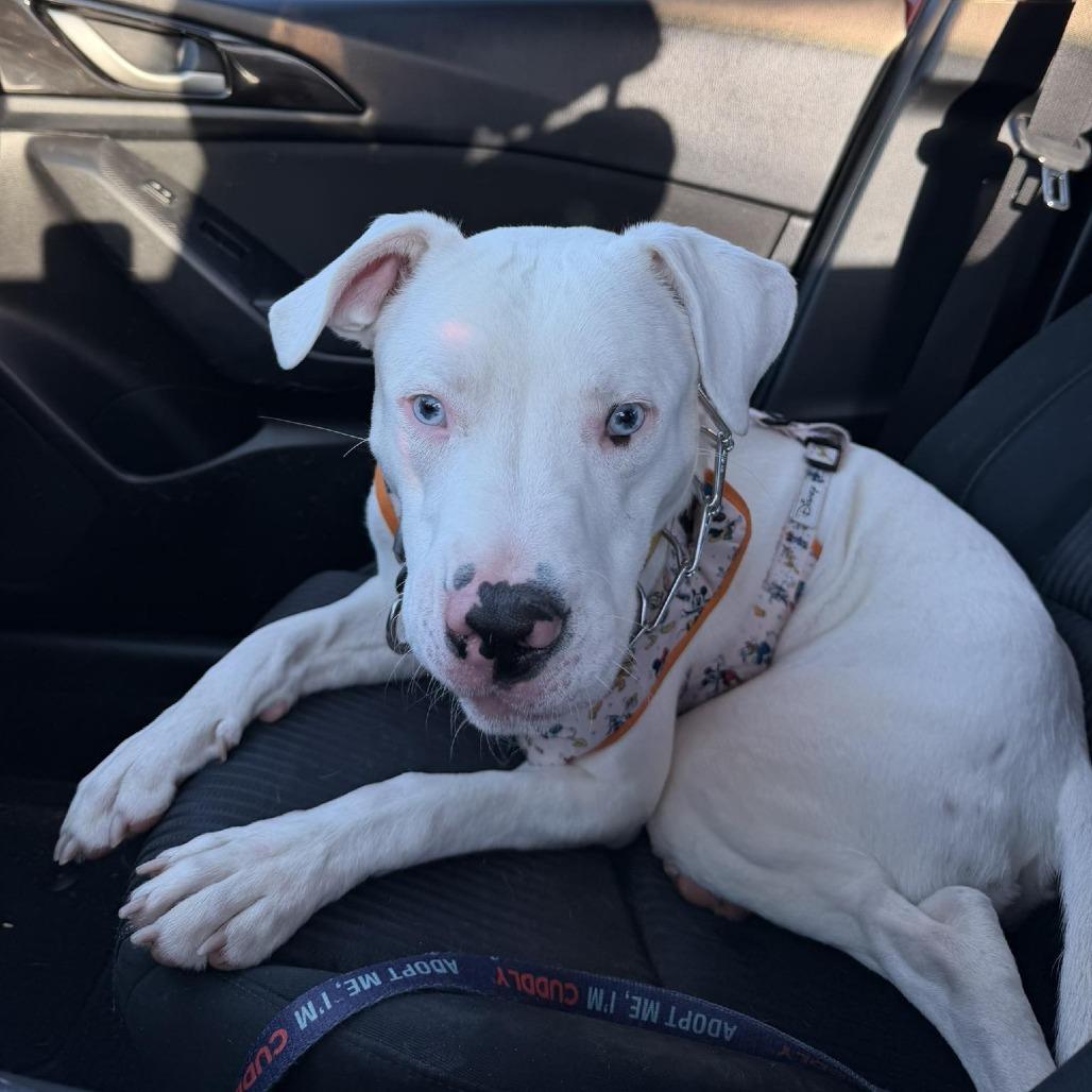 Enlarge Benny, a Adoptable Pit Bull Terrier in Tampa, FL image 6/6
