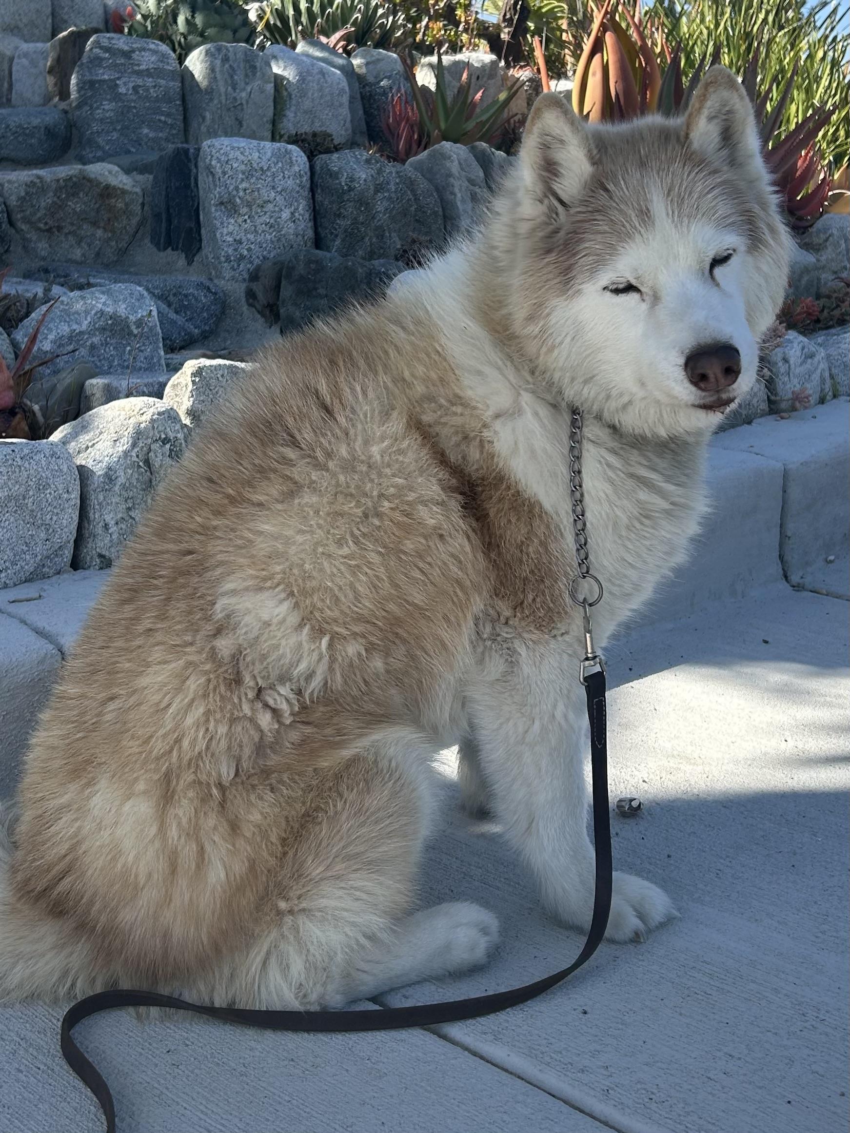 Enlarge Ty, a ADOPTABLE Siberian Husky in Menifee, CA image 3/5