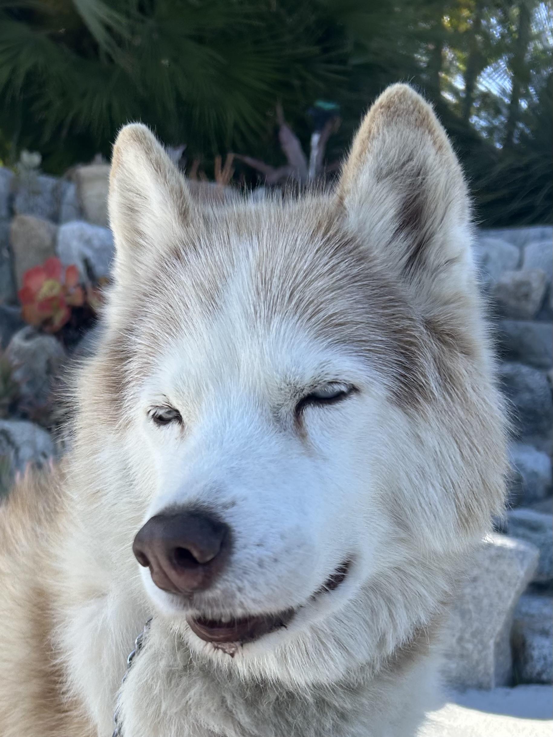 Enlarge Ty, a ADOPTABLE Siberian Husky in Menifee, CA image 1/5