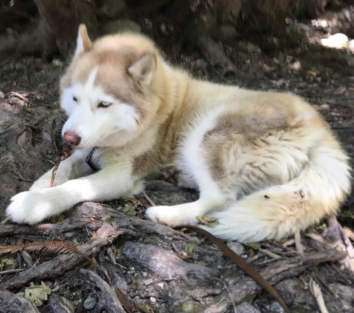 Enlarge Ty, a ADOPTABLE Siberian Husky in Menifee, CA image 2/5