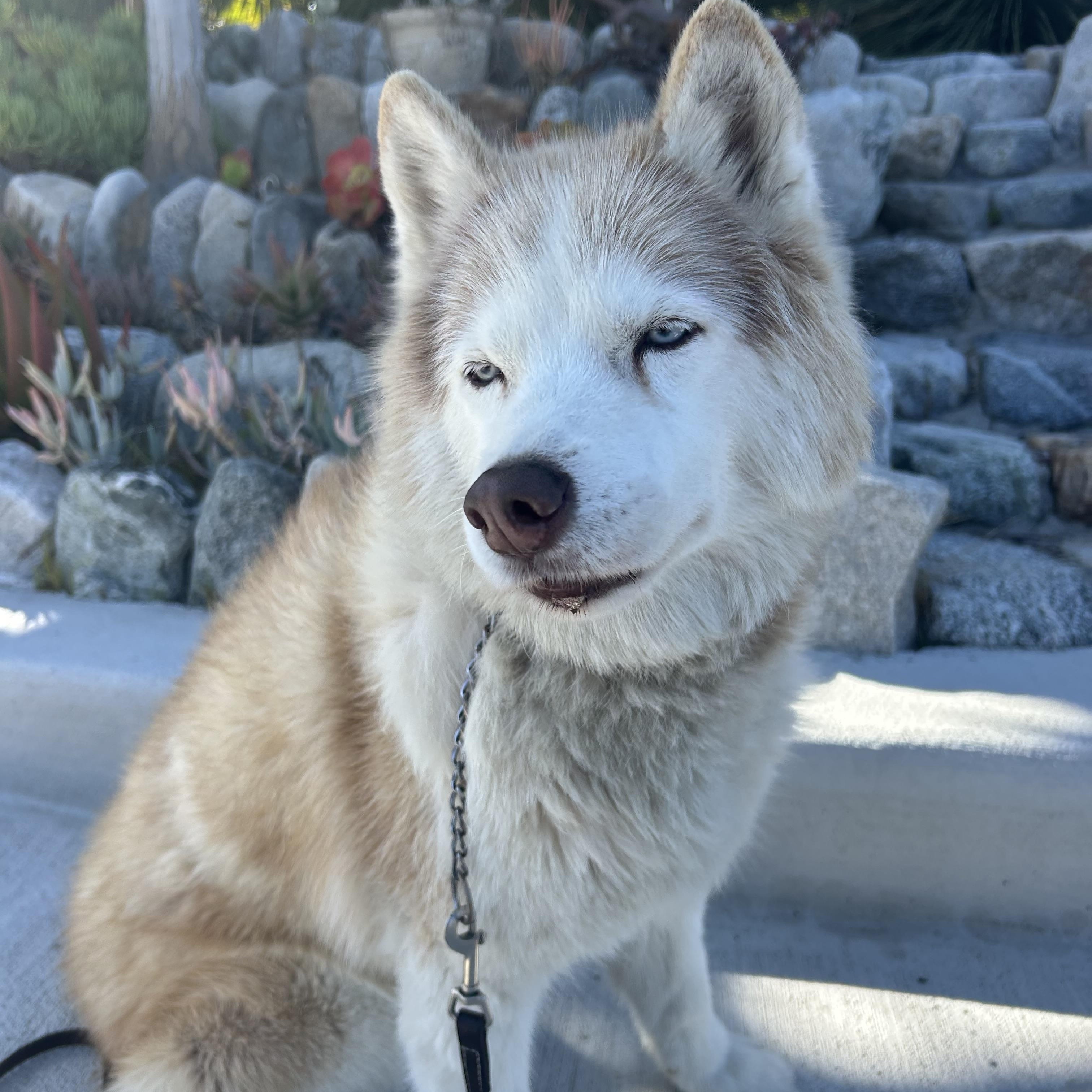 Enlarge Ty, a ADOPTABLE Siberian Husky in Menifee, CA image 4/5