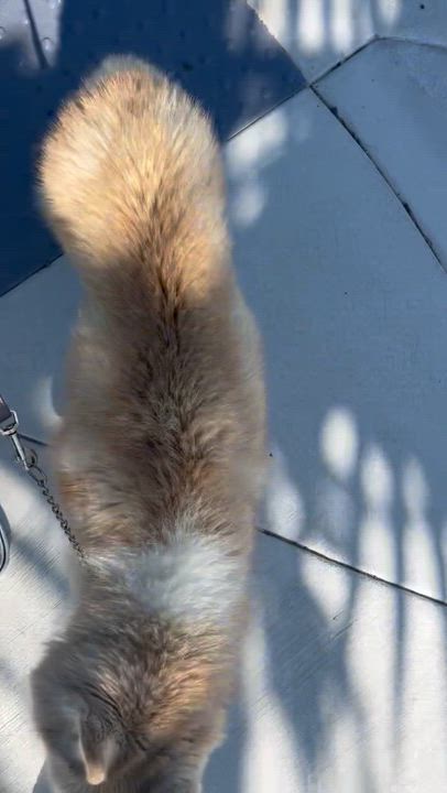 Enlarge Ty, a ADOPTABLE Siberian Husky in Menifee, CA video 5/5