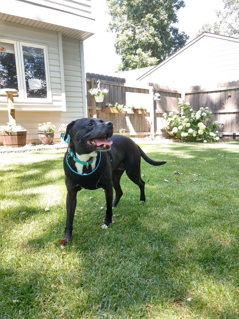 Enlarge Little Maddie, a Adoptable mixed breed in Indianapolis, IN image 1/6