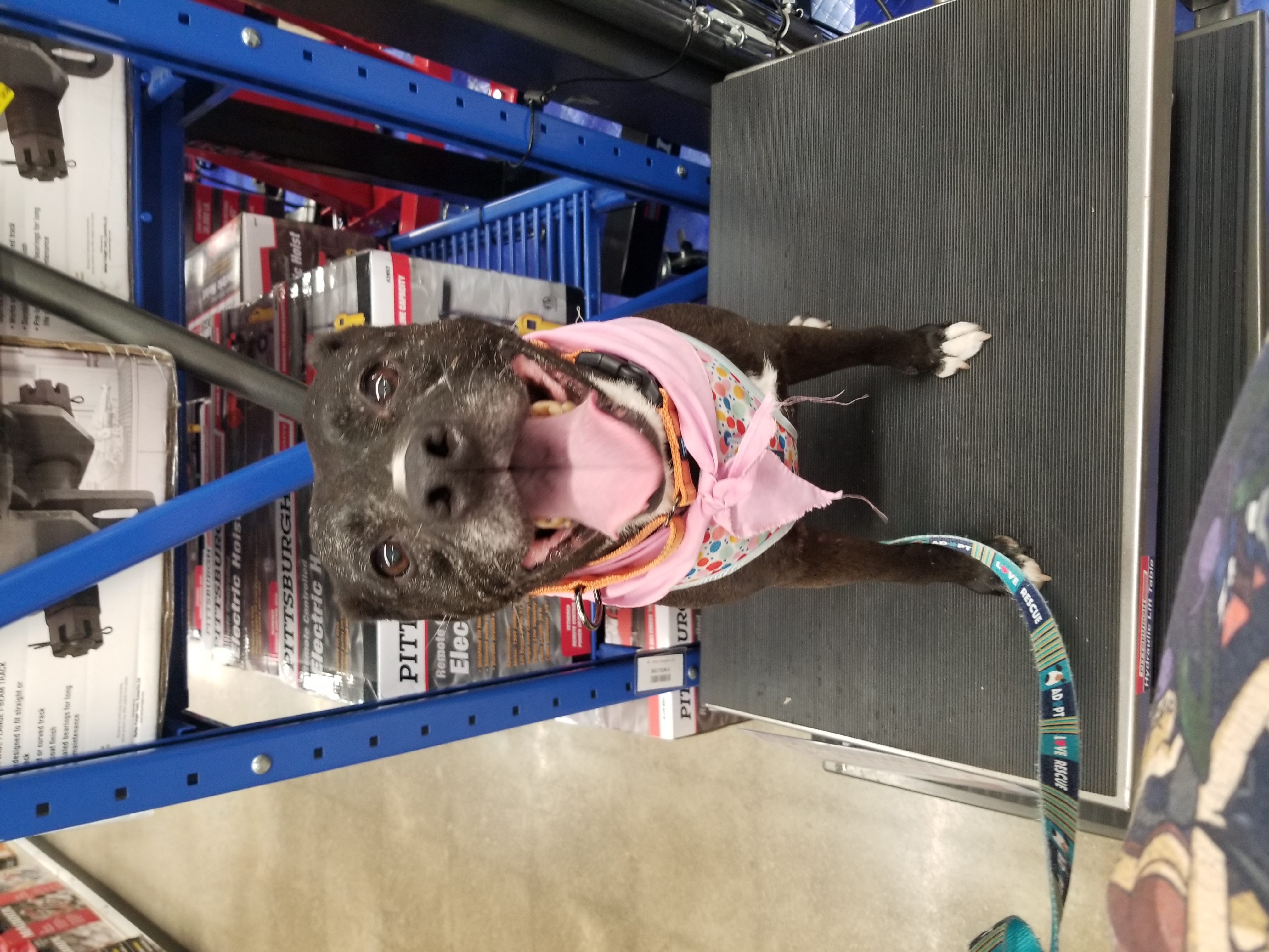 Enlarge Little Maddie, a Adoptable mixed breed in Indianapolis, IN image 6/6