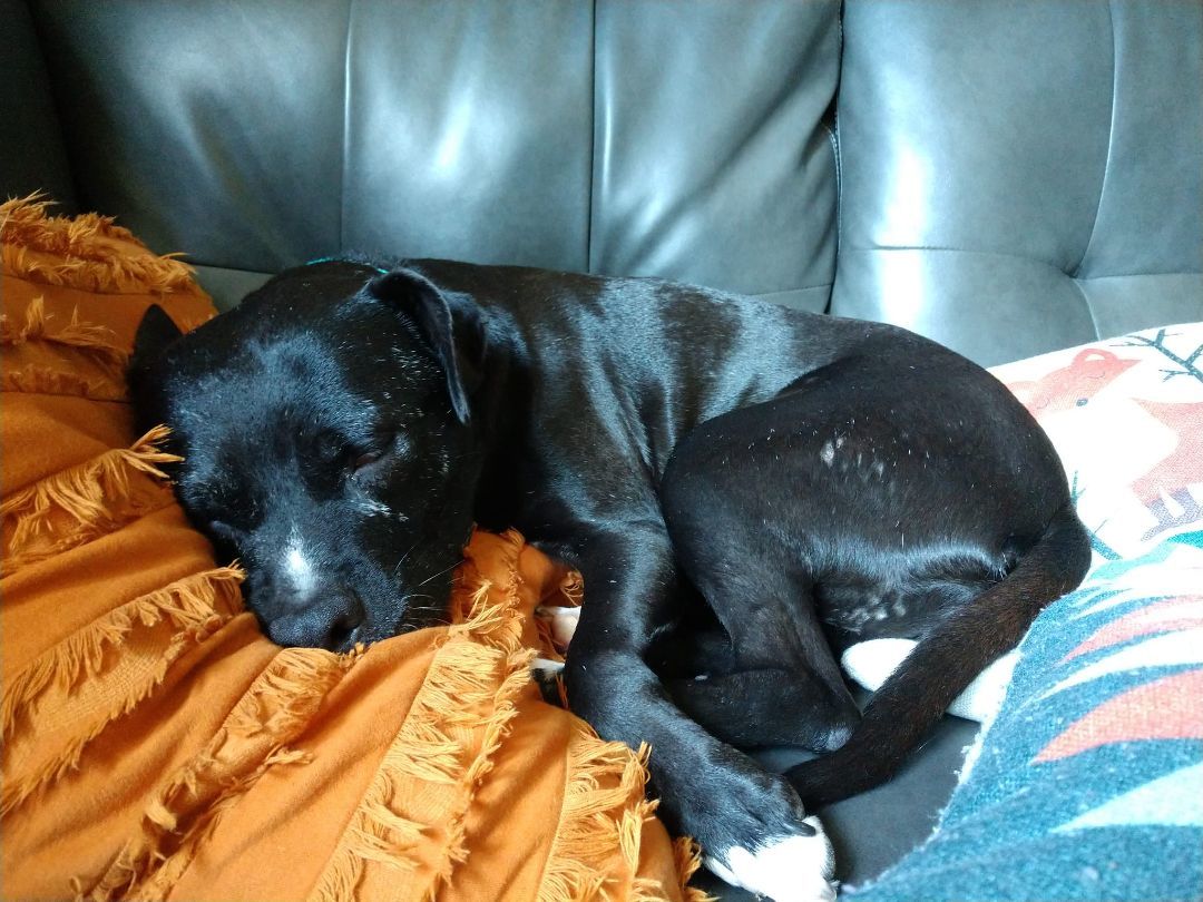 Enlarge Little Maddie, a Adoptable mixed breed in Indianapolis, IN image 2/6