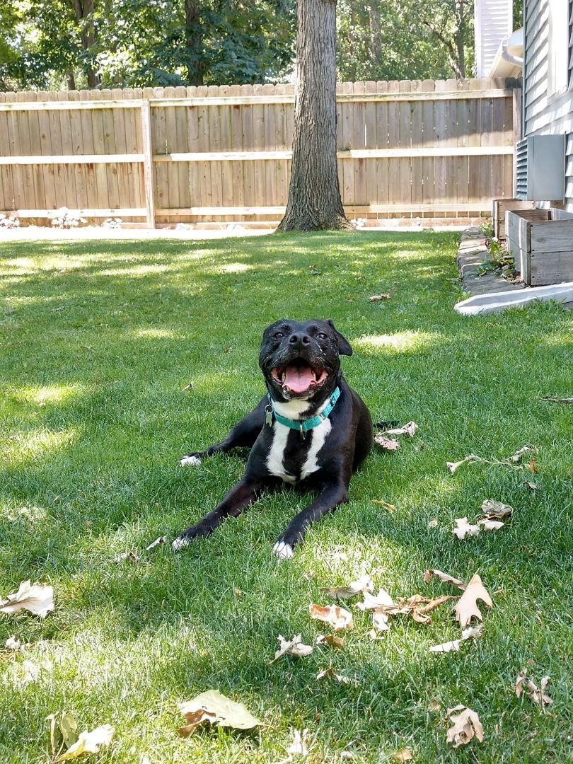 Enlarge Little Maddie, a Adoptable mixed breed in Indianapolis, IN image 3/6