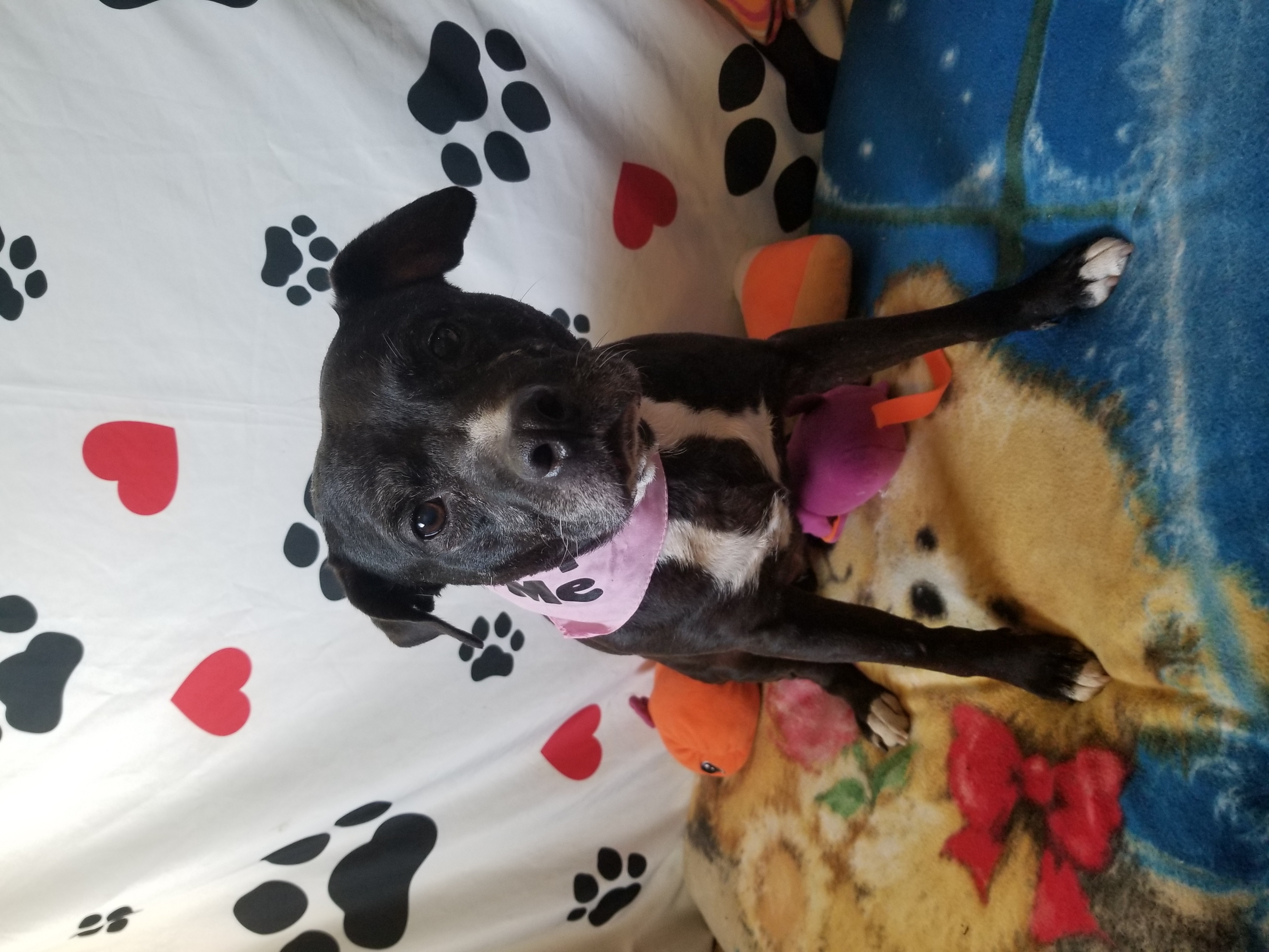 Enlarge Little Maddie, a Adoptable mixed breed in Indianapolis, IN image 5/6