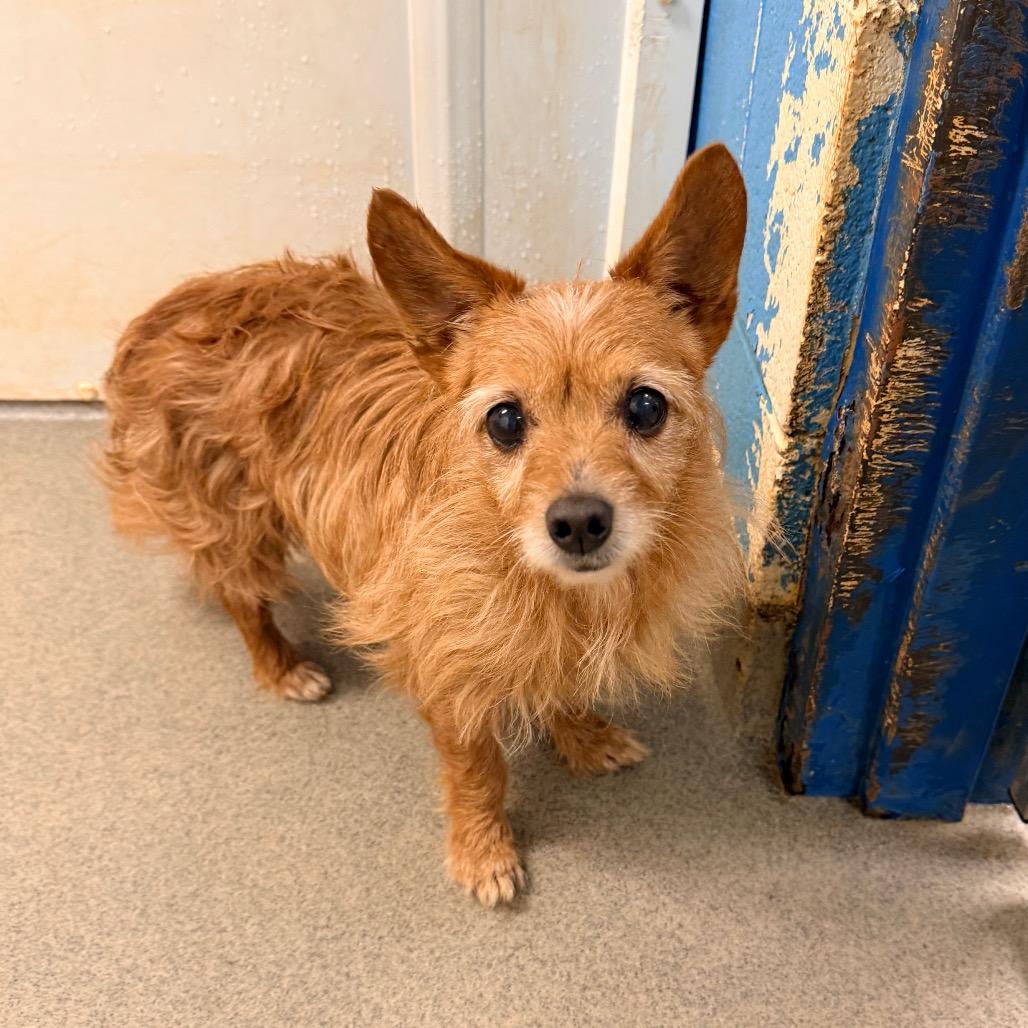 Turtle, Adoptable, Senior Female Wirehaired Terrier & Mixed Breed.