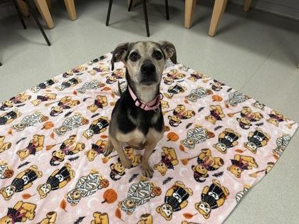 Coco, Adoptable, Senior Female Mixed Breed & Mixed Breed.