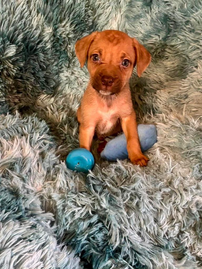 Steve Harvey, Adopted, Puppy Male Boxer & Mixed Breed.