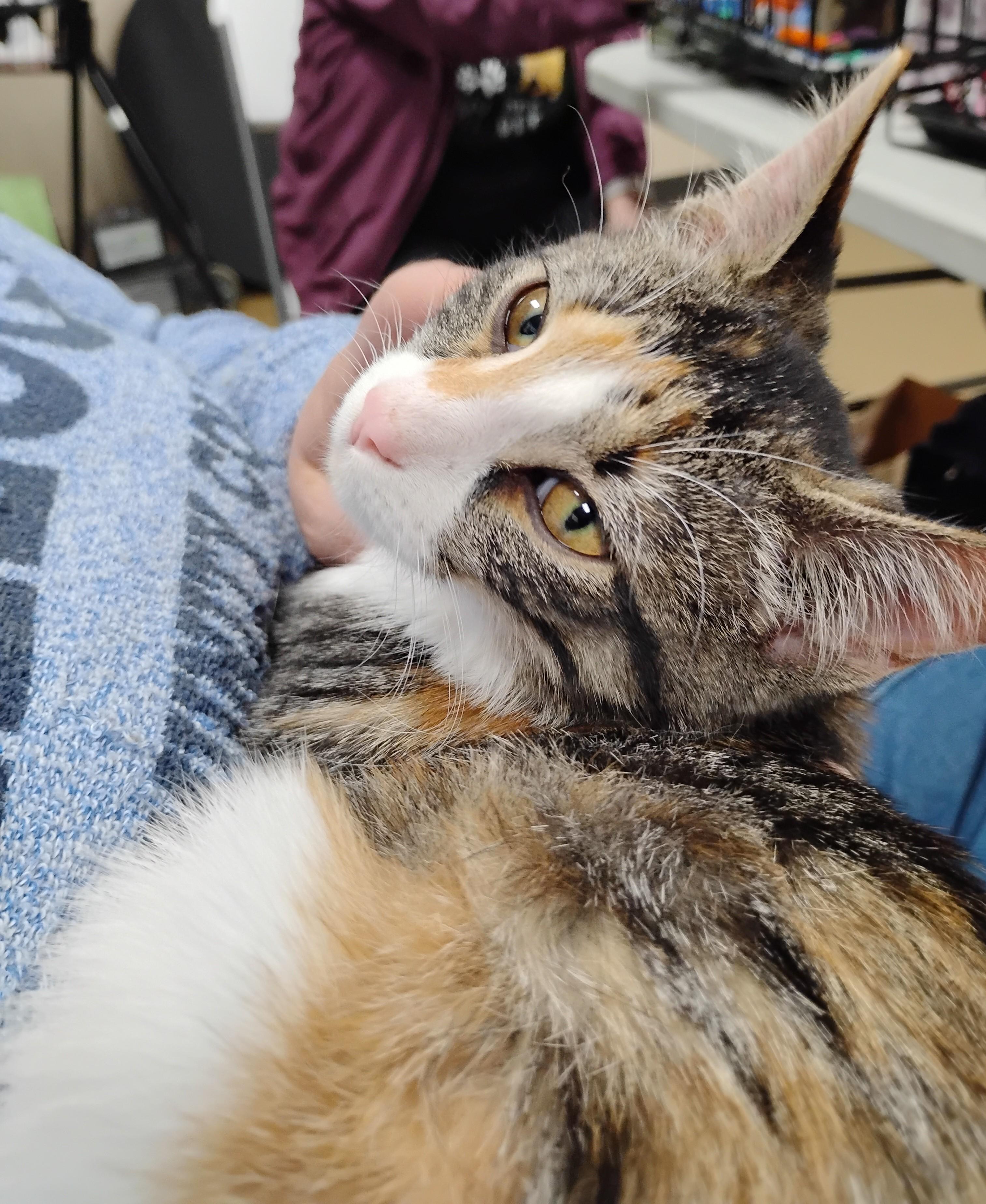 Enlarge Marley, an adopted Domestic Short Hair in Battle Creek, MI image 3/3