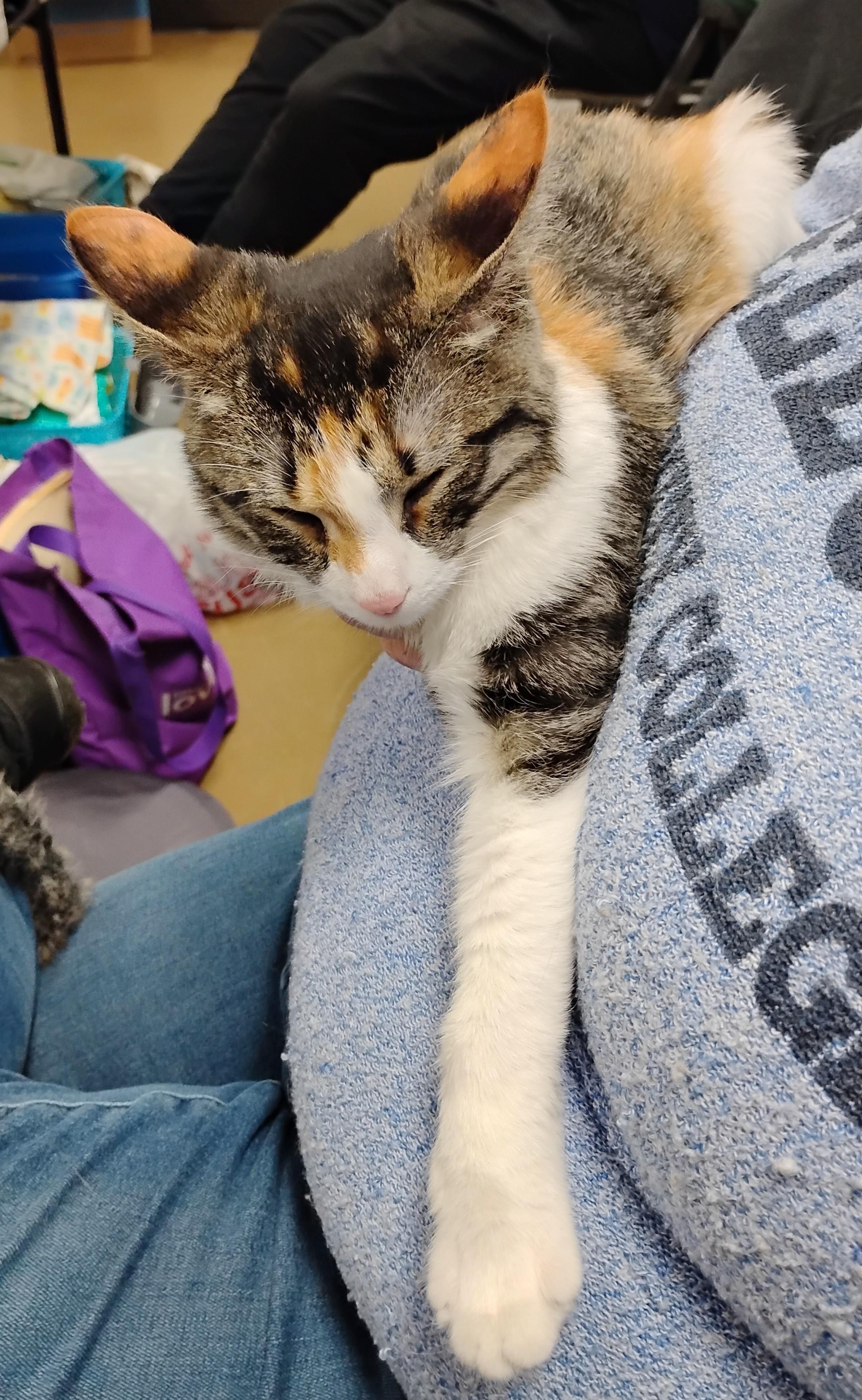 Enlarge Marley, an adopted Domestic Short Hair in Battle Creek, MI image 2/3