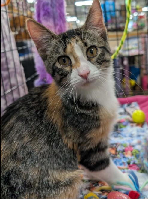 Marley, ADOPTABLE, Kitten Female Domestic Short Hair.