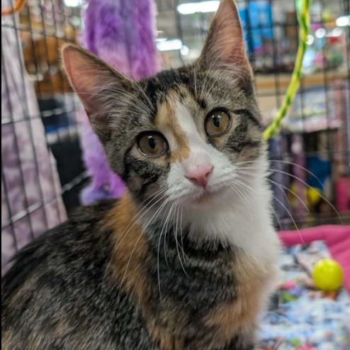 Enlarge Marley, an adopted Domestic Short Hair in Battle Creek, MI image 1/3