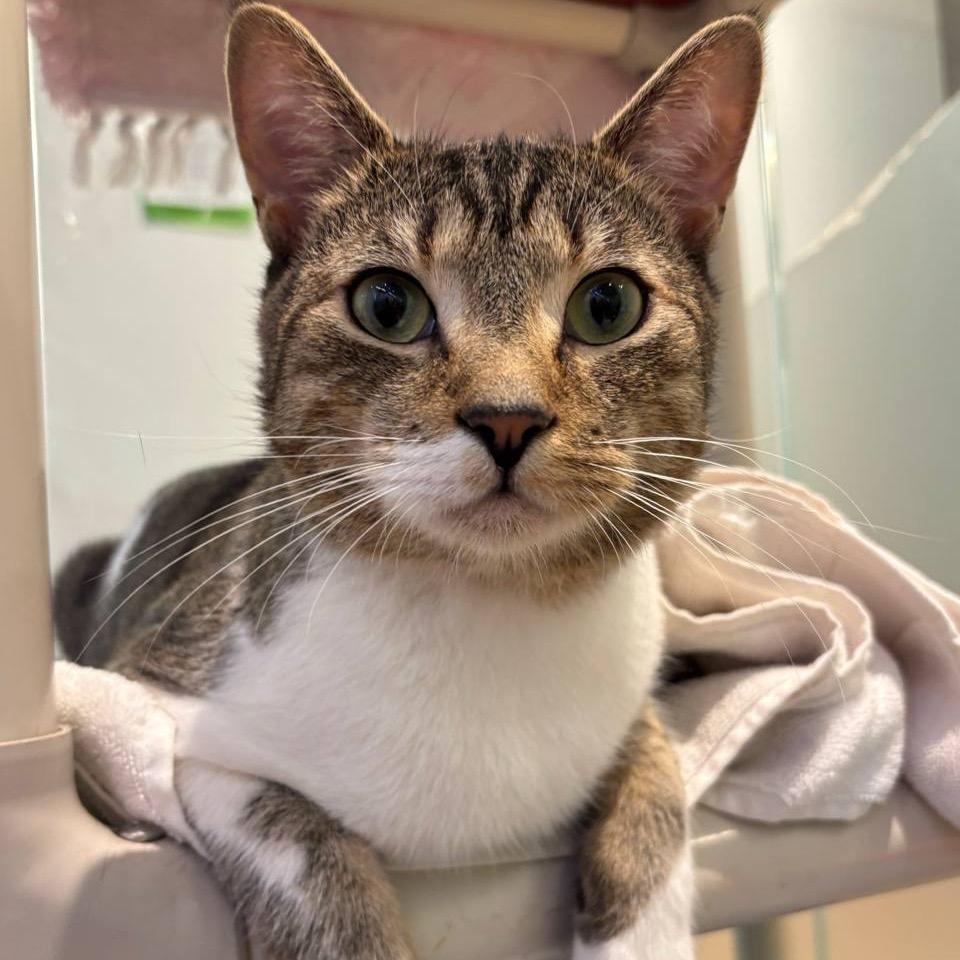 Captain Clutch, Adoptable, Young Male Domestic Short Hair.