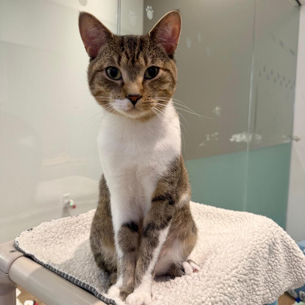 Captain Clutch, Adoptable, Young Male Domestic Short Hair.