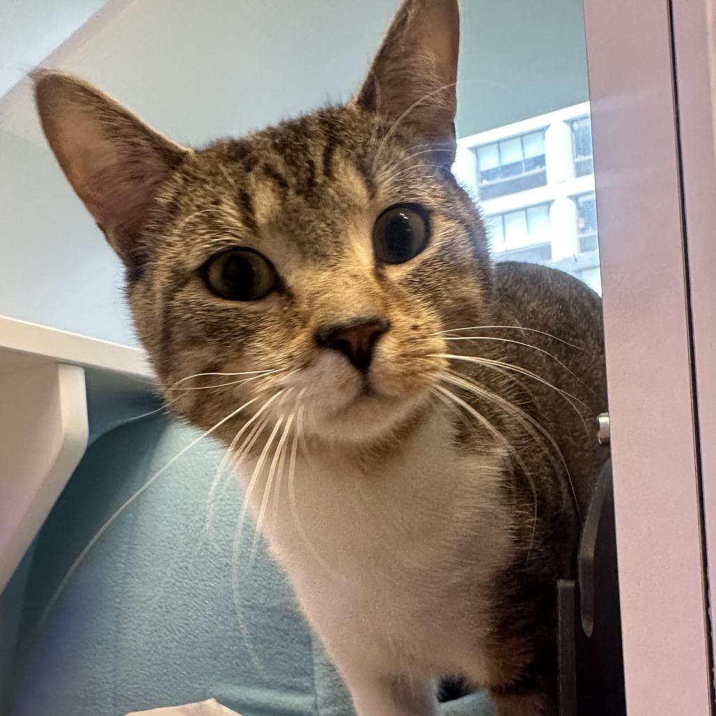 Captain Clutch, a Adoptable Domestic Short Hair in Wantagh, NY image 2/3
