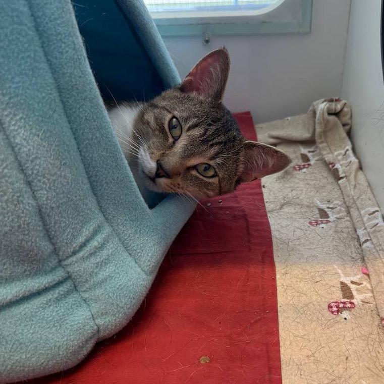 Captain Clutch, a Adoptable Domestic Short Hair in Wantagh, NY image 3/3