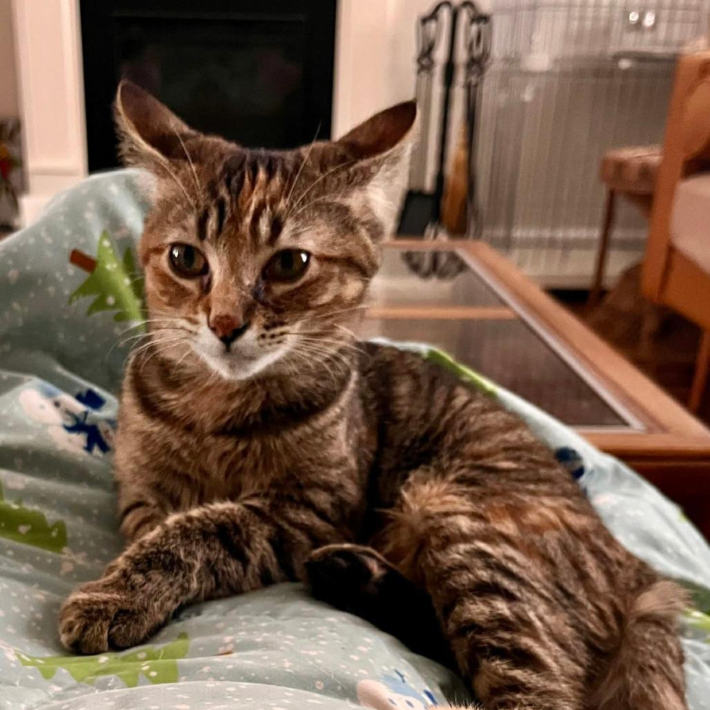 Ruby, Adoptable, Young Female Domestic Short Hair.