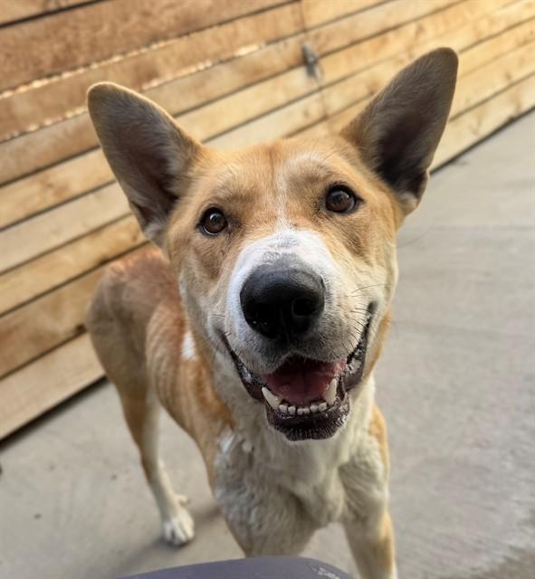Enlarge NALA CAKES, a Adoptable German Shepherd Dog in Brighton, CO image 1/1