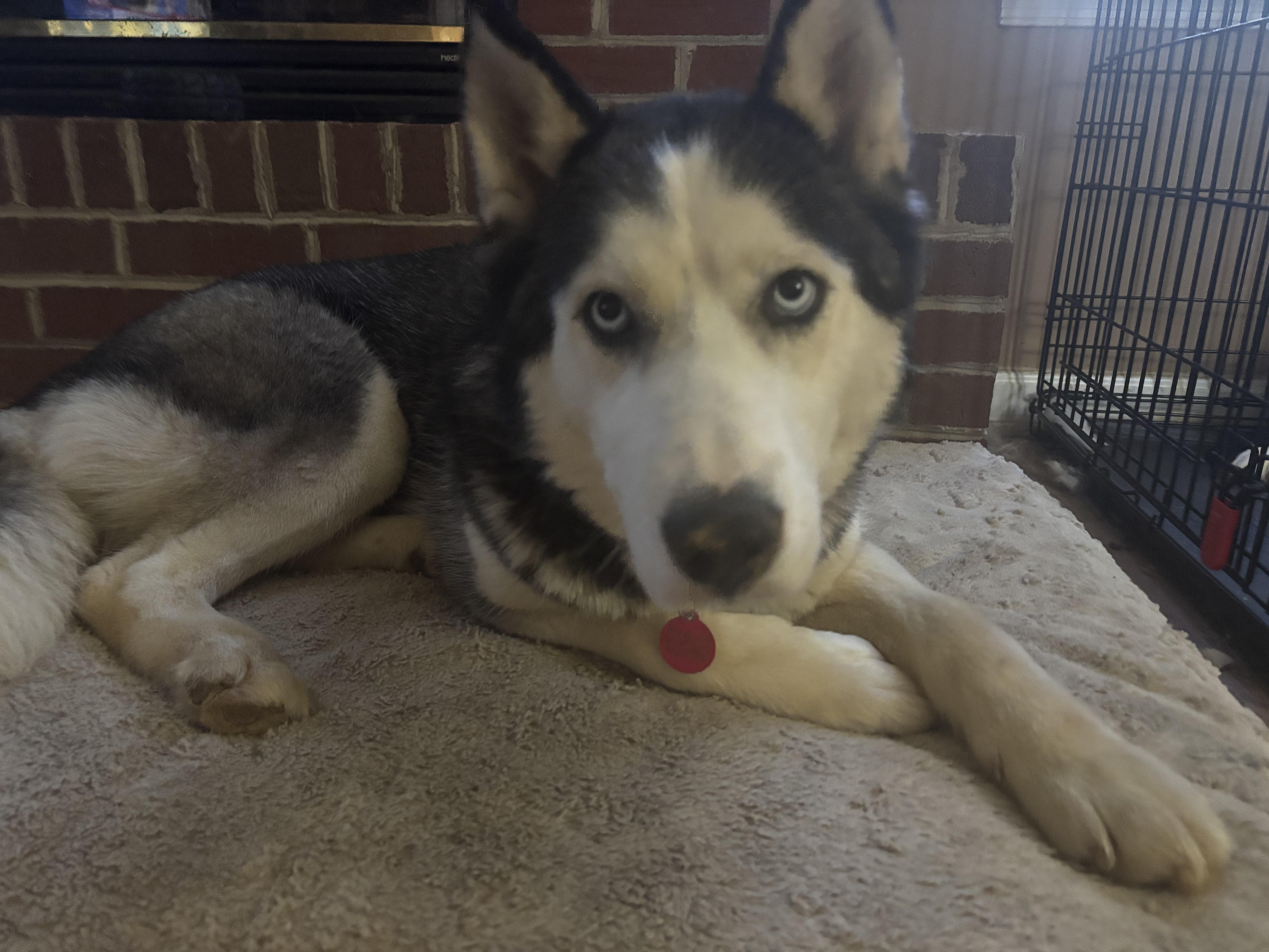 Enlarge Nikka, a Adoptable Siberian Husky in Madison, VA image 2/3