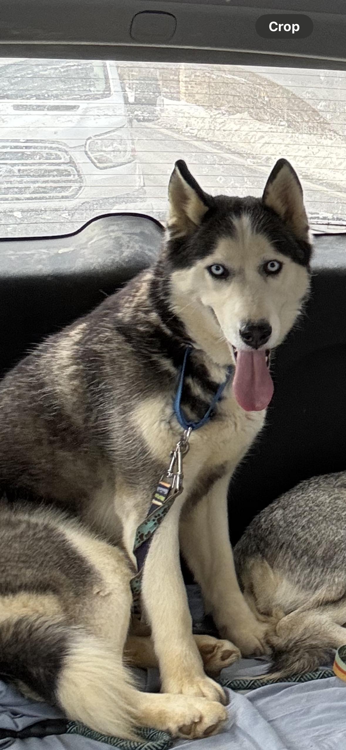 Enlarge Nikka, a Adoptable Siberian Husky in Madison, VA image 3/3