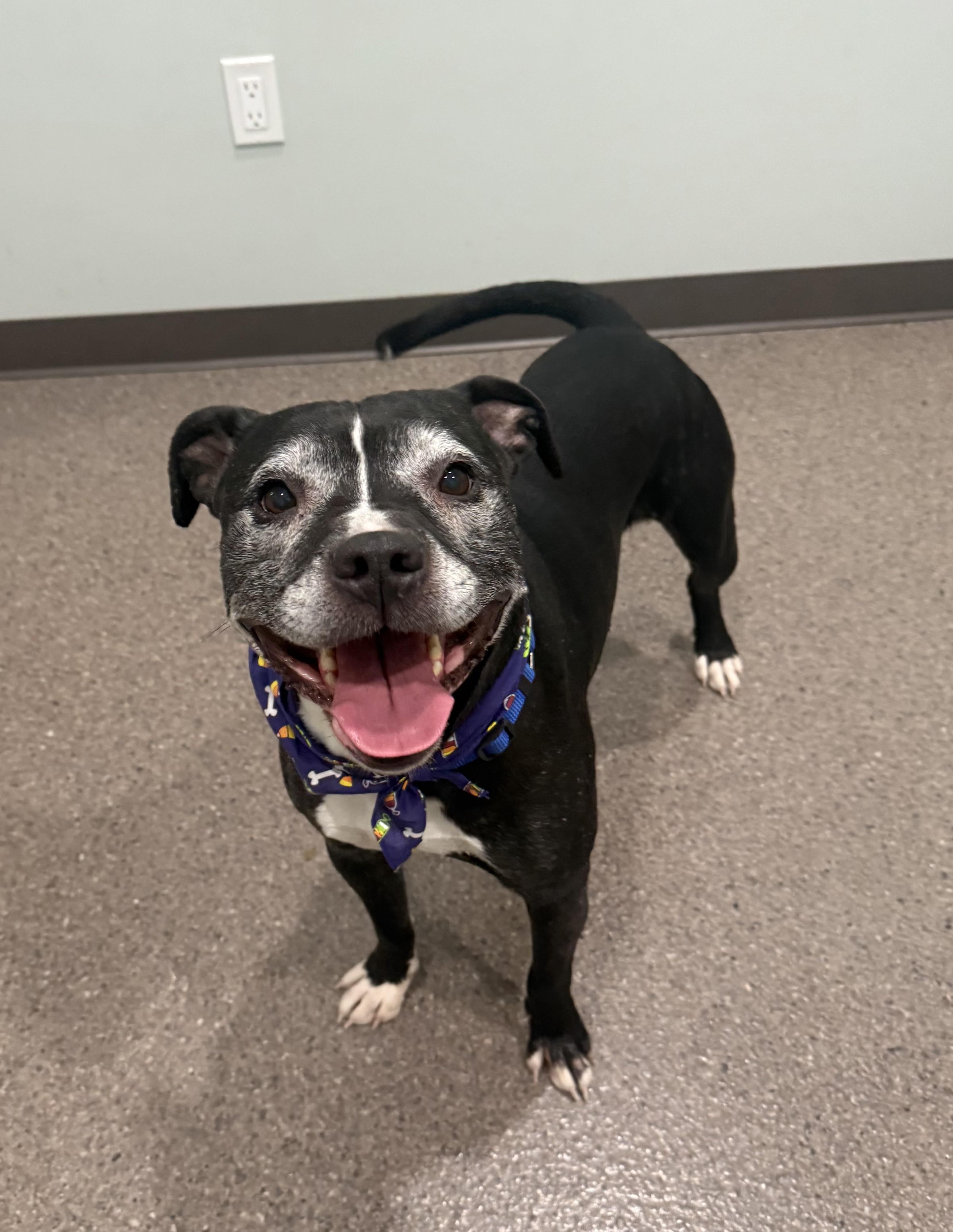 Georgie, an adoptable Pit Bull Terrier in Sault Sainte Marie, MI, 49783 | Photo Image 1