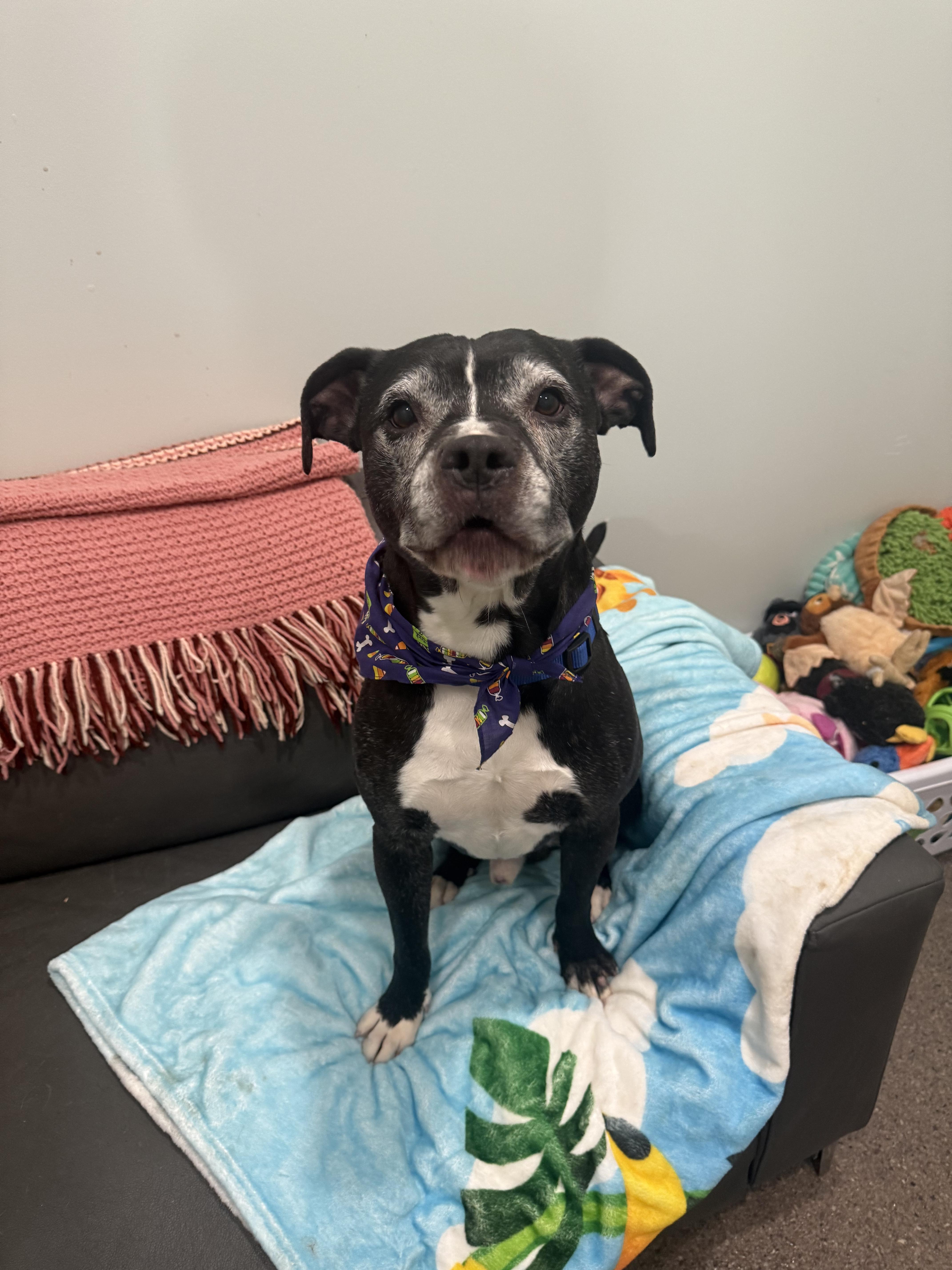 Georgie, an adoptable Pit Bull Terrier in Sault Sainte Marie, MI, 49783 | Photo Image 2