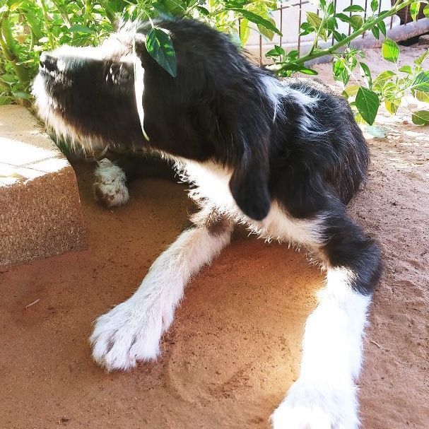 Pearl, Young Female Terrier