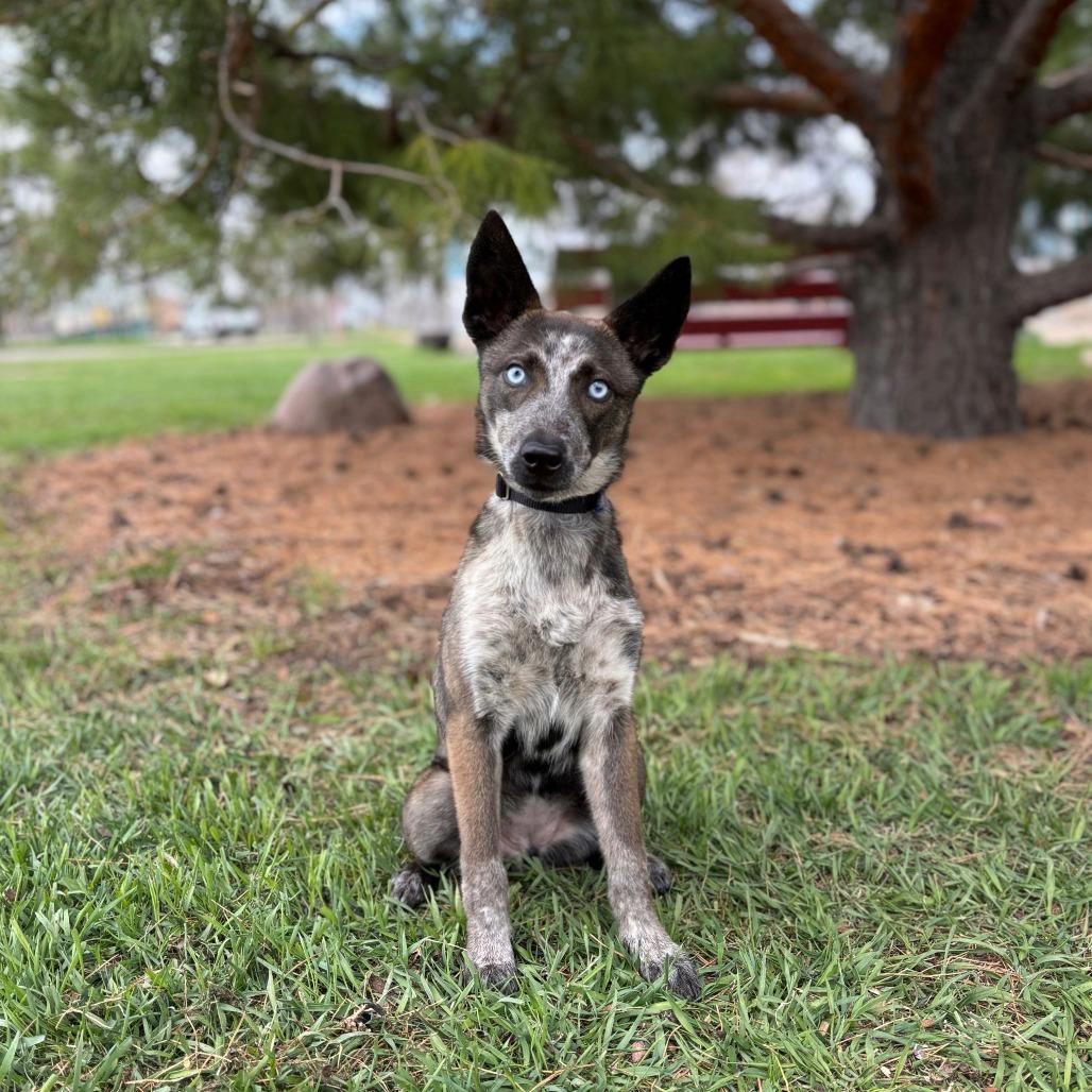 Dana--In Foster, Adoptable, Adult Female Husky & Border Collie.