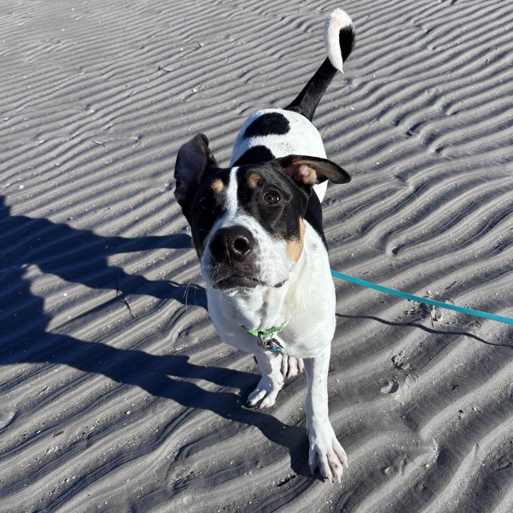 Enlarge Pokey Puppy, a Adoptable mixed breed in Boston, MA image 1/6