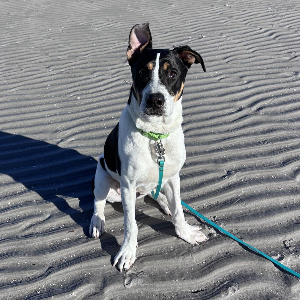 Enlarge Pokey Puppy, a Adoptable mixed breed in Boston, MA image 2/6