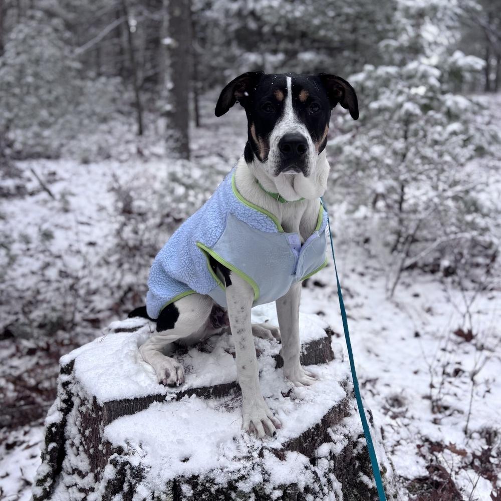 Enlarge Pokey Puppy, a Adoptable mixed breed in Boston, MA image 3/6