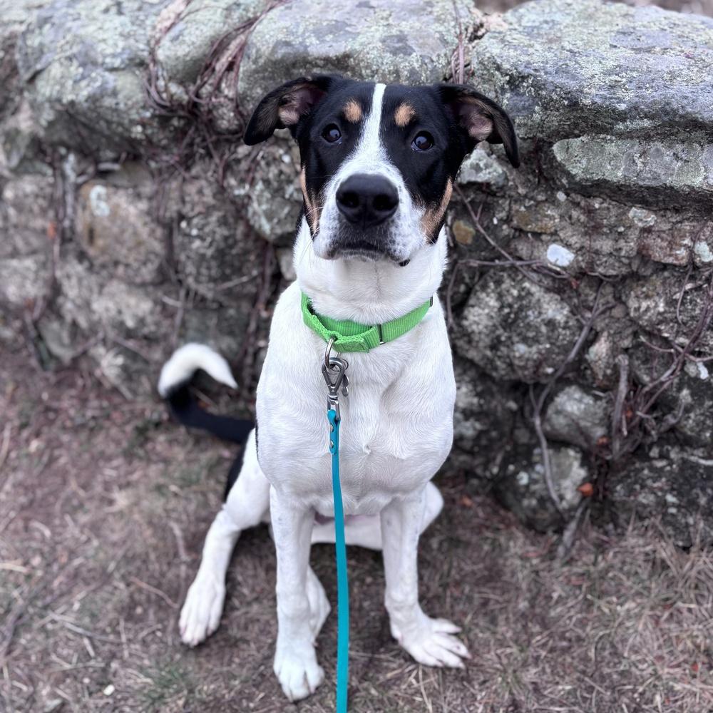 Enlarge Pokey Puppy, a Adoptable mixed breed in Boston, MA image 4/6
