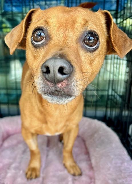Butterbean, an adoptable Chiweenie in Ladson, SC, 29456 | Photo Image 1