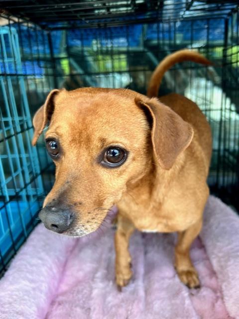 Butterbean, an adoptable Chiweenie in Ladson, SC, 29456 | Photo Image 3