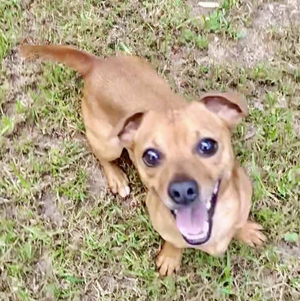 Butterbean, Adult Male Chiweenie