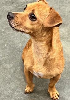 Butterbean, an adoptable Chiweenie in Ladson, SC, 29456 | Photo Image 6