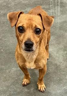 Butterbean, an adoptable Chiweenie in Ladson, SC, 29456 | Photo Image 2