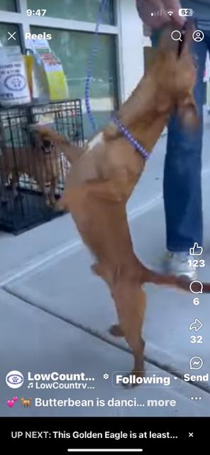 Butterbean, an adoptable Chiweenie in Ladson, SC, 29456 | Photo Image 5