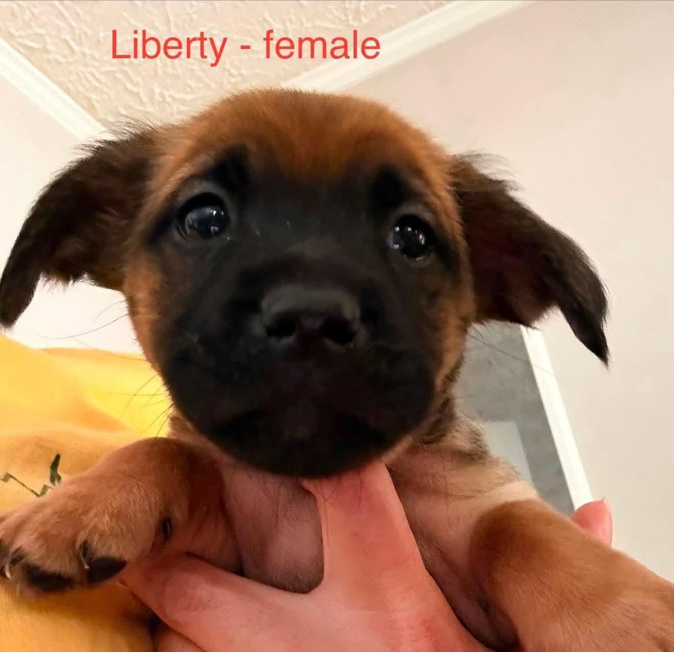 Liberty, a Adopted mixed breed in Roxboro, NC image 2/3