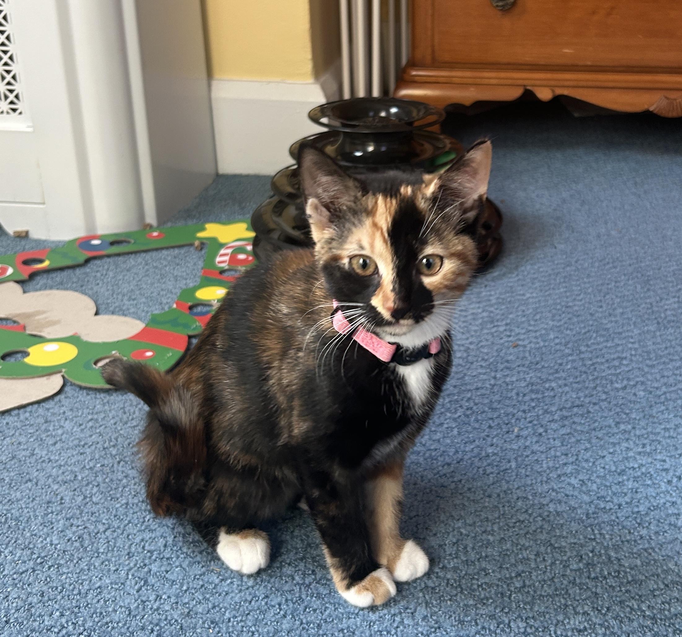 Darcy, Adopted, Kitten Female Domestic Short Hair.