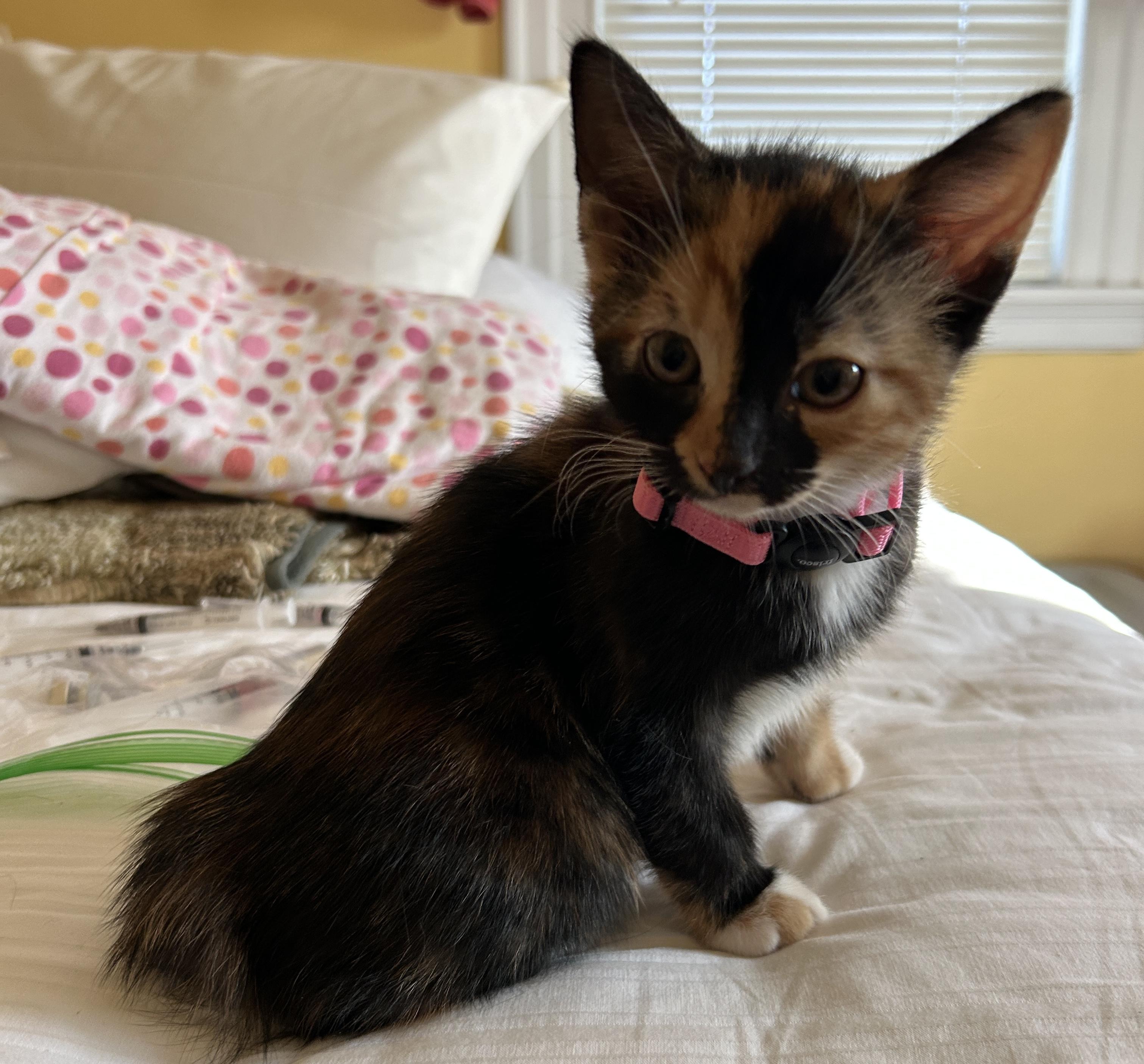 Darcy, a Adopted mixed breed in Havertown, PA image 2/5