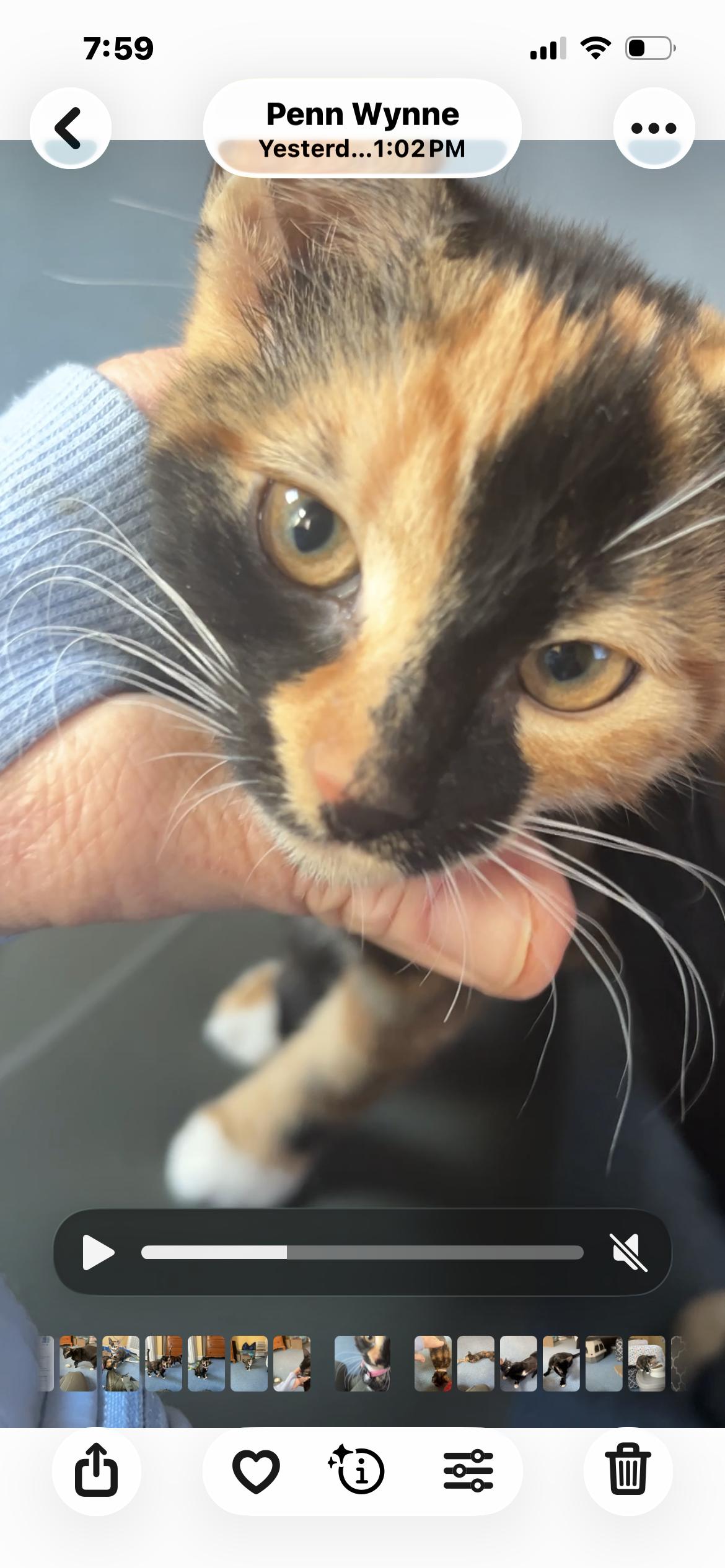 Darcy, a Adopted mixed breed in Havertown, PA image 3/5